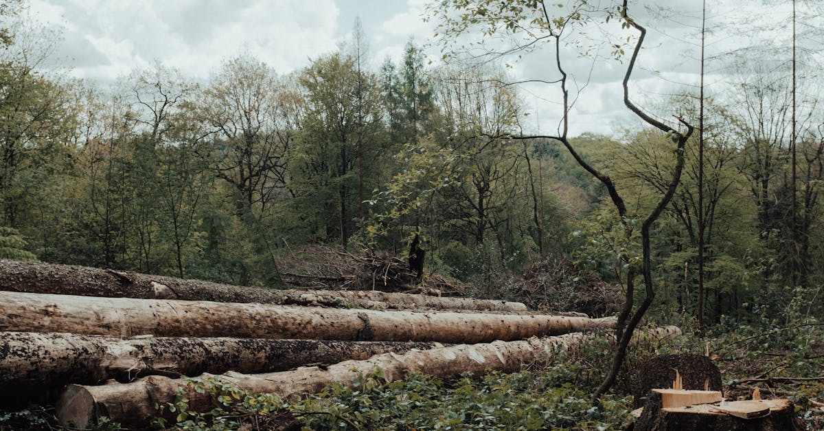 découvrez l'importance de la foresterie durable, une approche responsable qui préserve nos forêts pour les générations futures tout en offrant des ressources renouvelables et en protégeant la biodiversité.