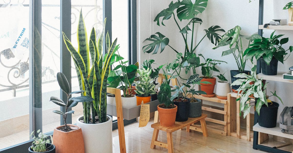 découvrez des astuces et des conseils pour un mode de vie durable. apprenez à réduire votre empreinte écologique, à adopter des pratiques écoresponsables et à contribuer à la préservation de notre planète tout en améliorant votre qualité de vie.