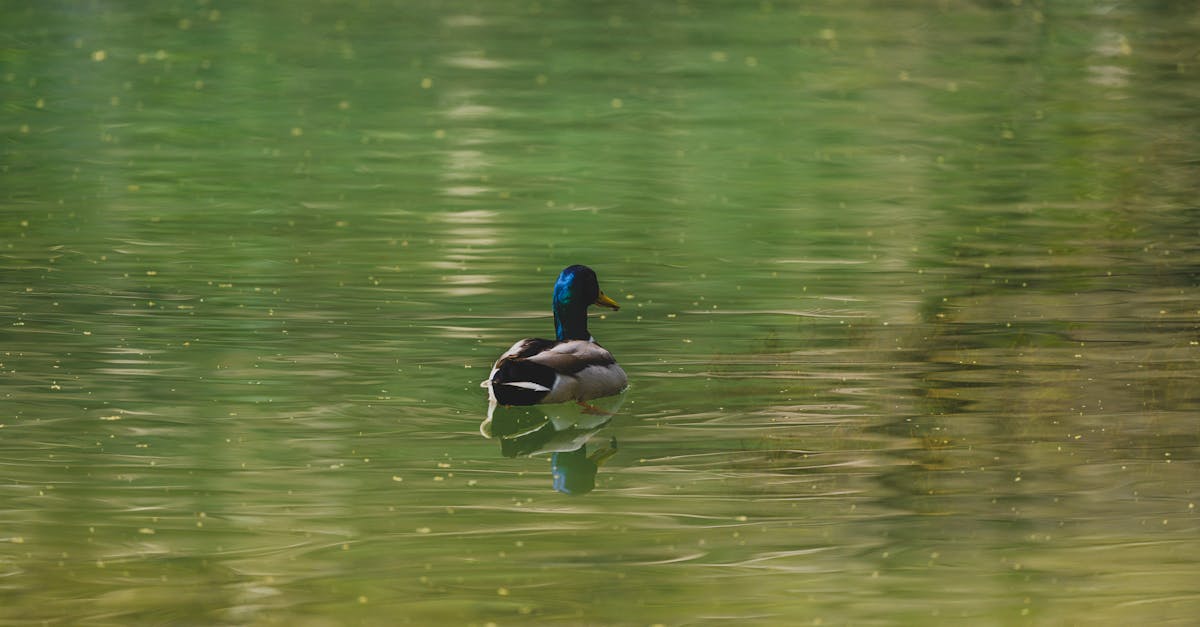 découvrez l'importance de la biodiversité pour notre planète, son impact sur l'écosystème et les actions essentielles à entreprendre pour la préserver. explorez les différentes espèces, leurs interrelations et le rôle crucial qu'elles jouent dans le maintien de l'équilibre naturel.