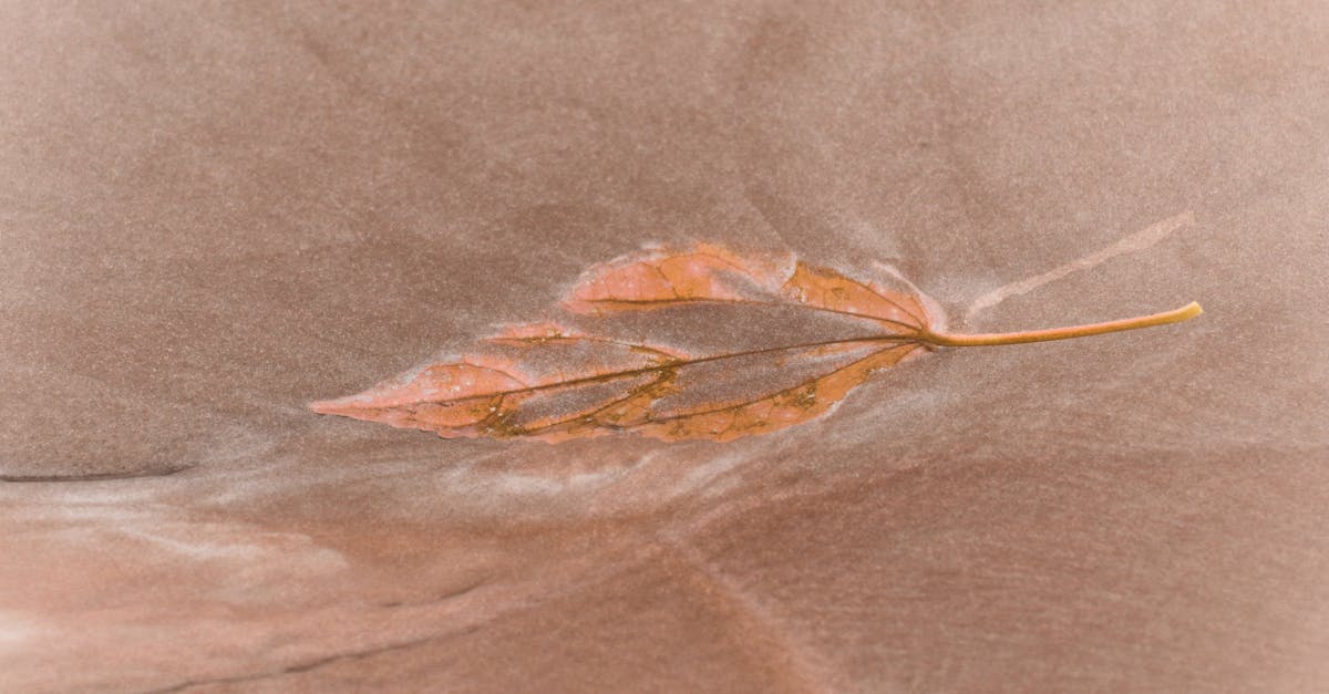 découvrez comment les partenariats environnementaux contribuent à la protection de notre planète. explorez des initiatives collaboratives qui favorisent la durabilité, renforcent les communautés et préservent la biodiversité pour un avenir meilleur.