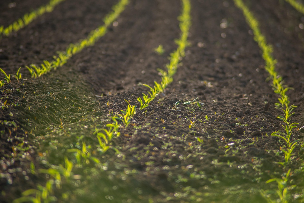 découvrez le monde de l'agriculture : techniques modernes, durabilité, innovations et impacts sur notre environnement. explorez les enjeux agricoles d'aujourd'hui et de demain.