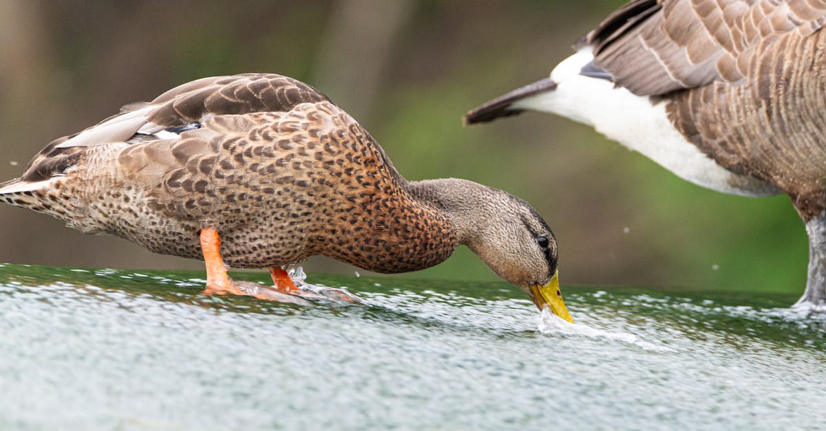 découvrez la biodiversité, un précieux patrimoine naturel qui englobe la variété des formes de vie sur terre. explorez les écosystèmes, leur importance pour notre planète et les initiatives pour préserver cette richesse exceptionnelle pour les générations futures.