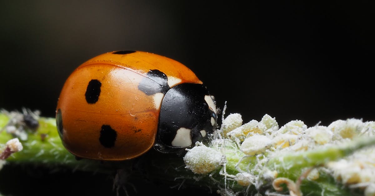 découvrez l'importance de la biodiversité pour notre planète et notre avenir. explorez les écosystèmes, les espèces menacées et les actions à entreprendre pour préserver la richesse de la vie sur terre.