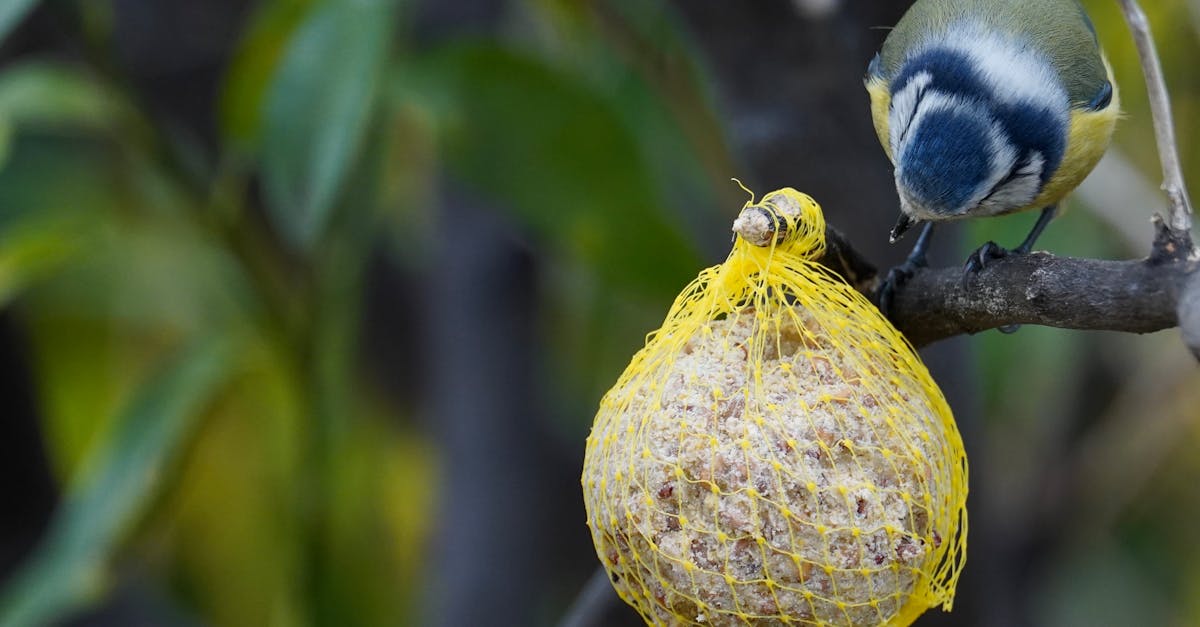 découvrez l'importance des écosystèmes et leur rôle vital dans le maintien de la biodiversité, la régulation du climat et le soutien des générations futures. explorez les interconnexions entre les espèces et leur environnement dans ce fascinant tour d'horizon des écosystèmes naturels.