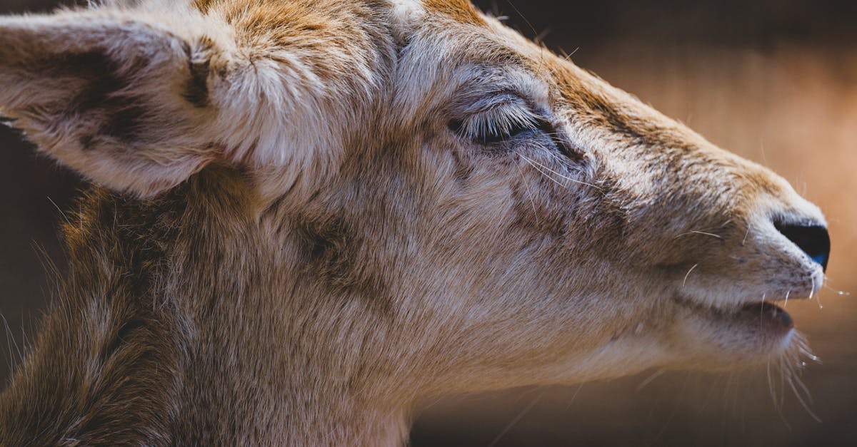 découvrez l'importance de la biodiversité pour notre planète. explorez les écosystèmes, la faune et la flore, et comprenez comment protéger la diversité des espèces pour un avenir durable.