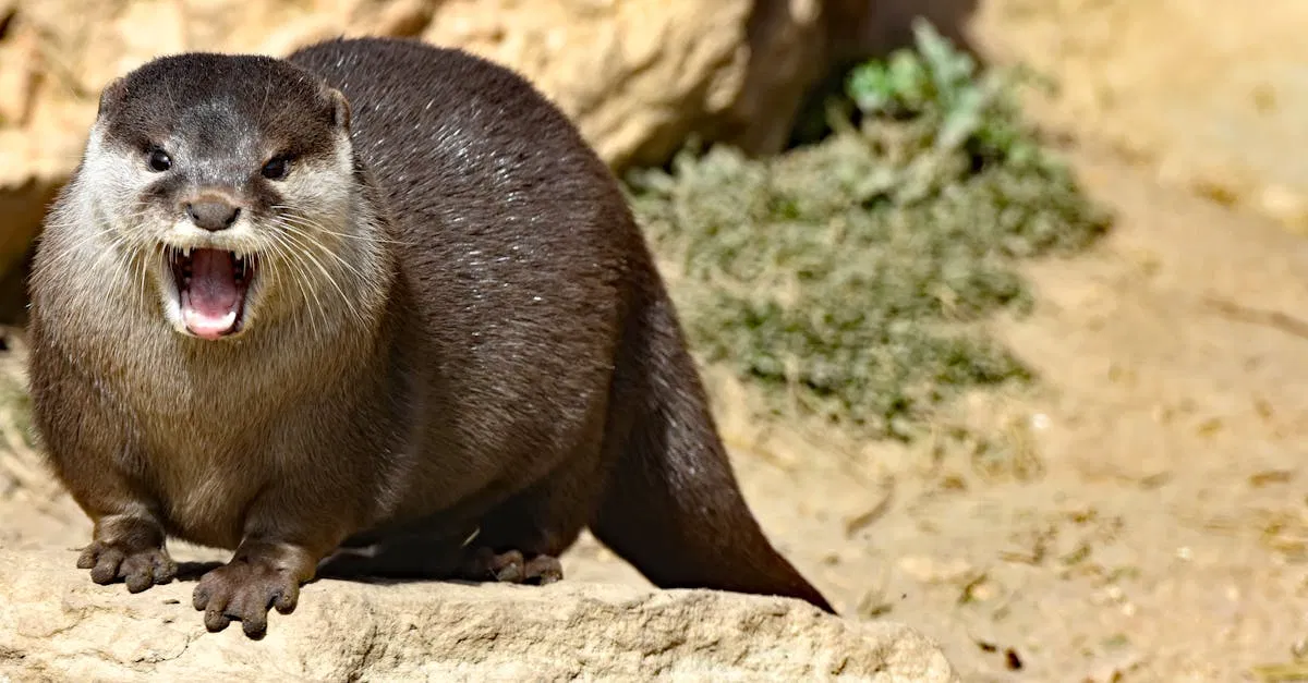 Conservation des écosystèmes : Stratégies pour protéger la biodiversité