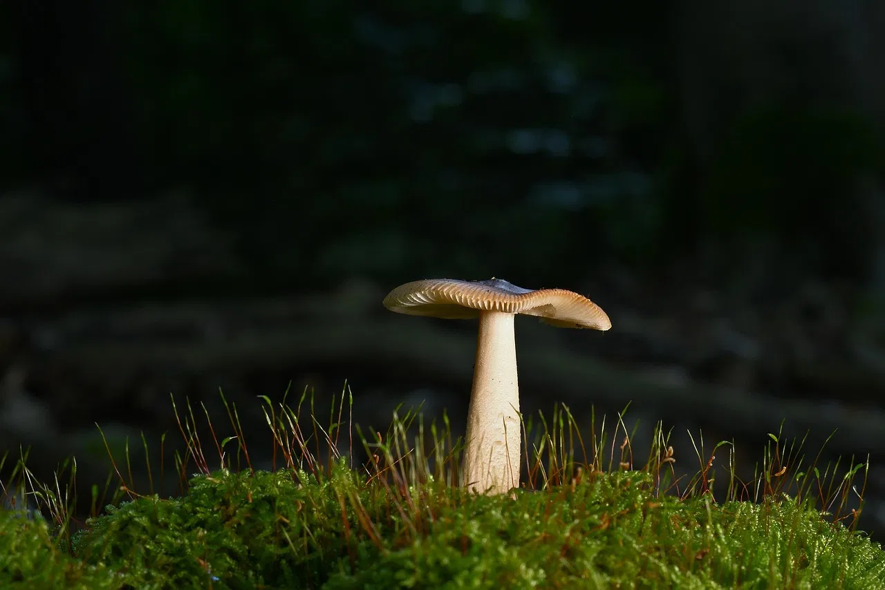 Les paradoxes des forêts : quand la respiration des arbres dépasse leur rôle de puits de carbone