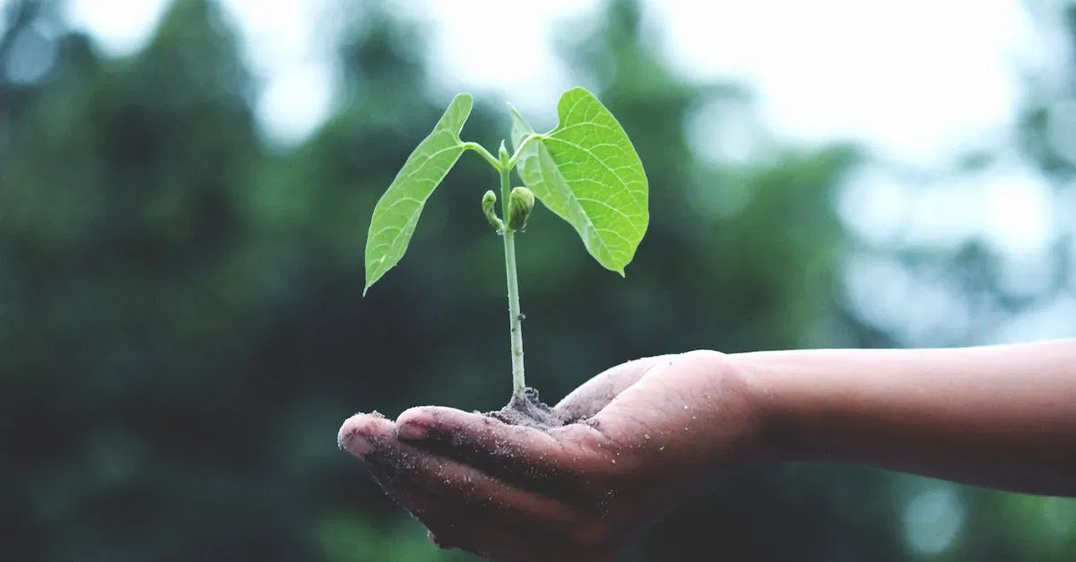 Voir durable : 5 stratégies pour un avenir écologique